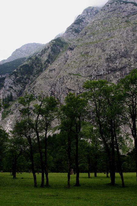 Ahornbäume in der Eng