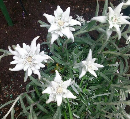 meine Lieblingsblume